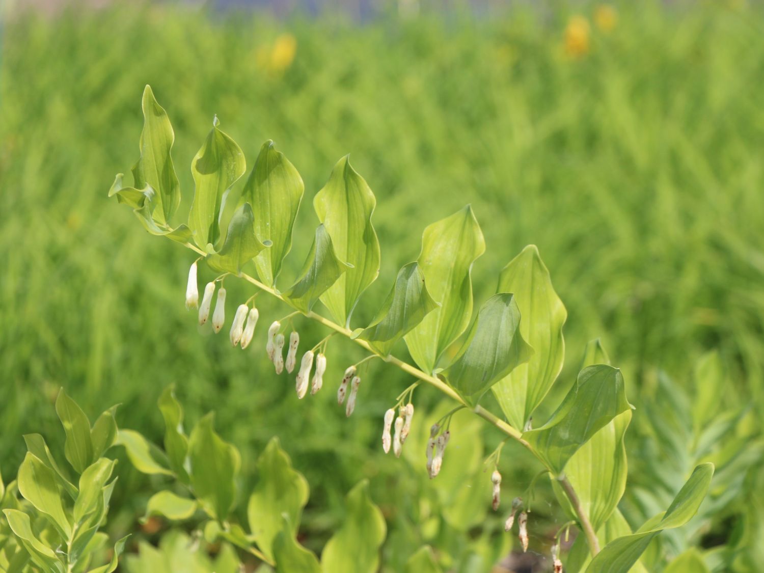 Echtes Salomonssiegel - Polygonatum odoratum var. odoratum