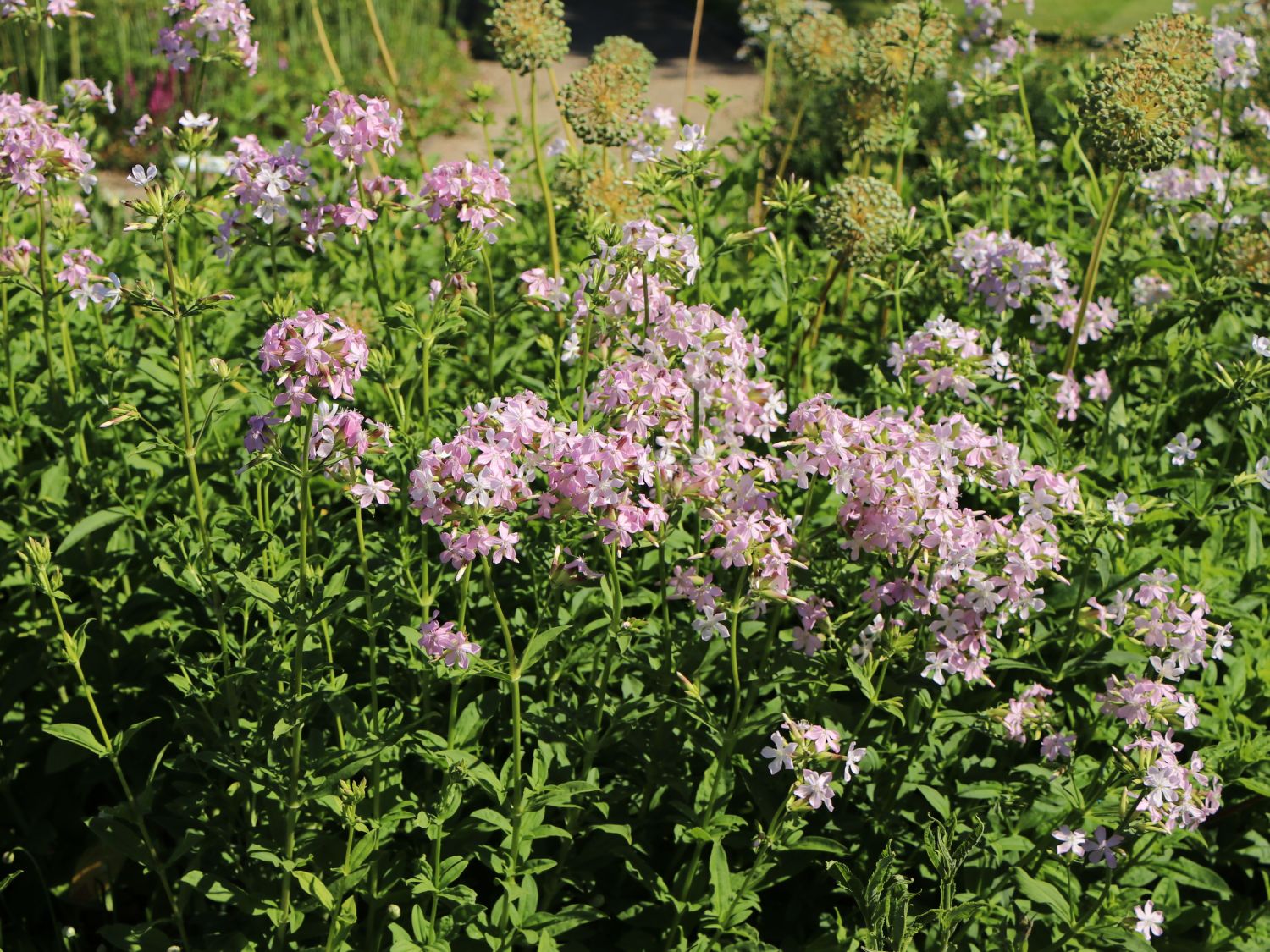 Echtes Seifenkraut - Saponaria officinalis