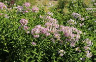 Echtes Seifenkraut