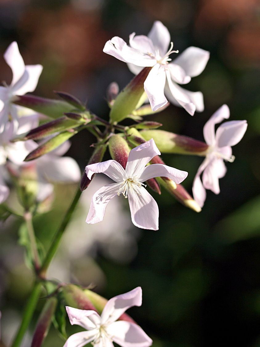 Echtes Seifenkraut - Saponaria officinalis