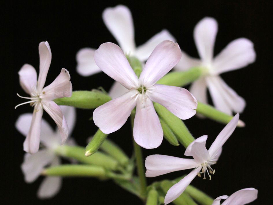 Echtes Seifenkraut - Saponaria officinalis