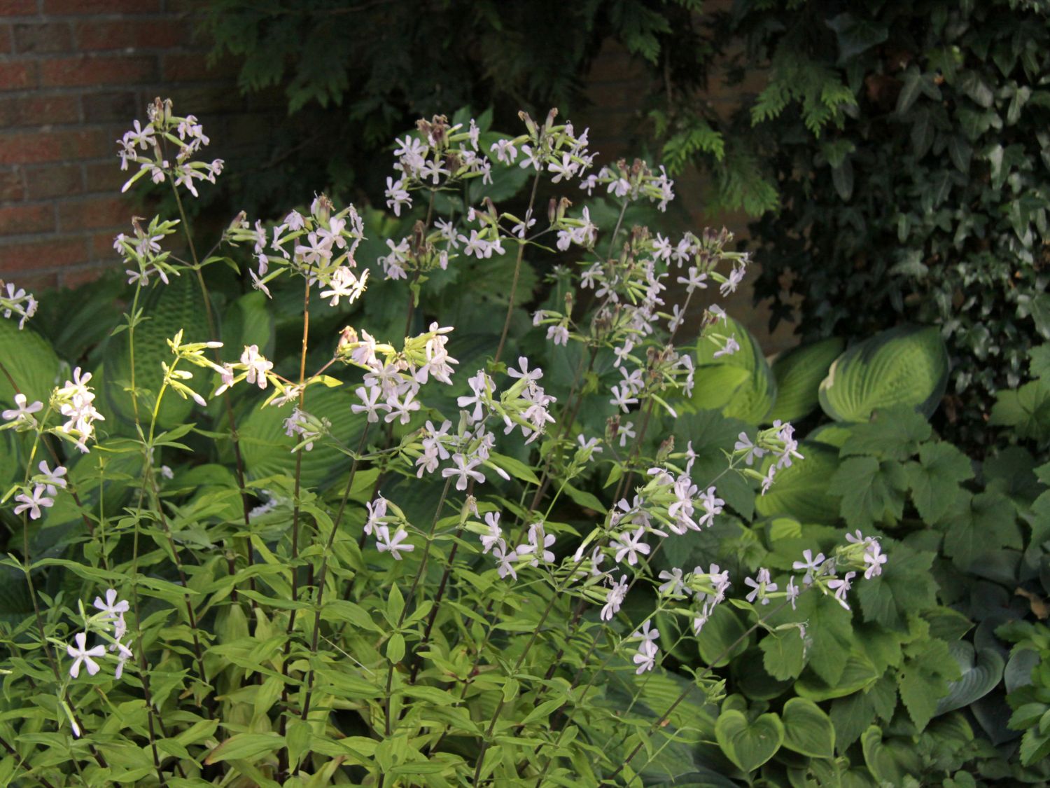 Echtes Seifenkraut - Saponaria officinalis