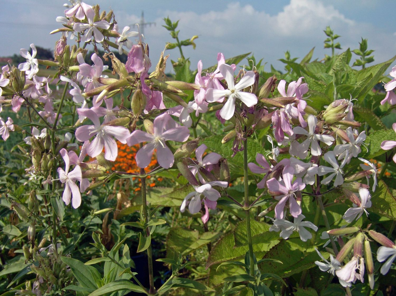 Echtes Seifenkraut - Saponaria officinalis