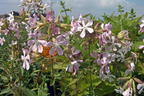 Echtes Seifenkraut - Saponaria officinalis