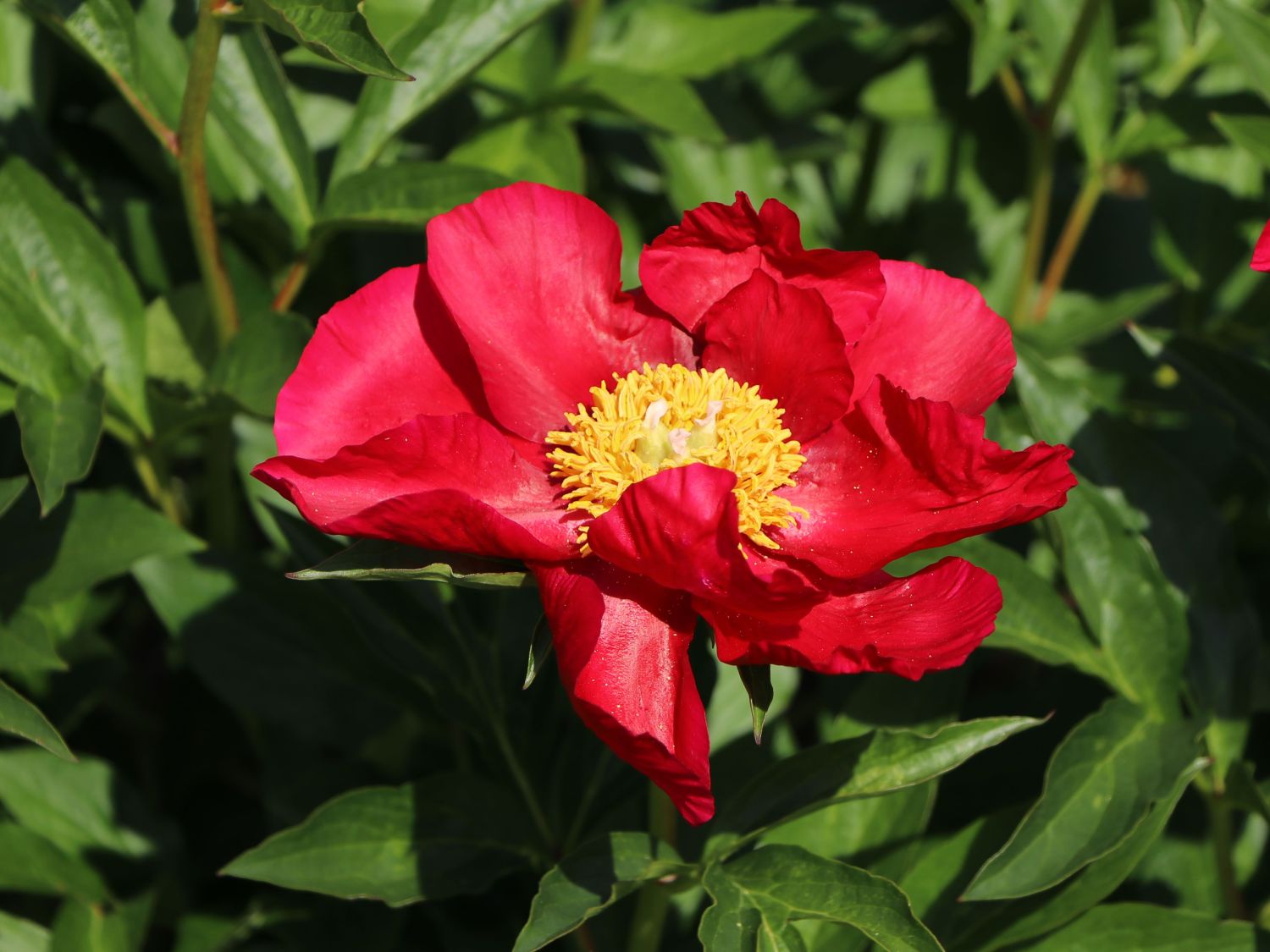 Edel-Pfingstrose 'Scarlet O'Hara'