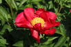 Edel-Pfingstrose 'Scarlet O'Hara' - Paeonia x hybrida 'Scarlet O'Hara'