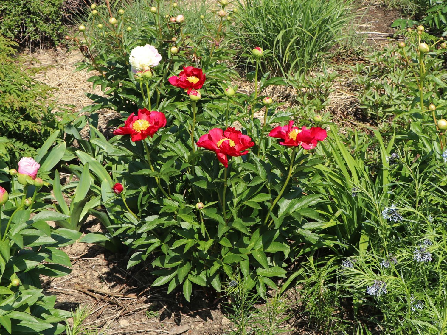 Edel-Pfingstrose 'Scarlet O'Hara' - Paeonia x hybrida 'Scarlet O'Hara'
