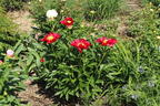 Edel-Pfingstrose 'Scarlet O'Hara' - Paeonia x hybrida 'Scarlet O'Hara'