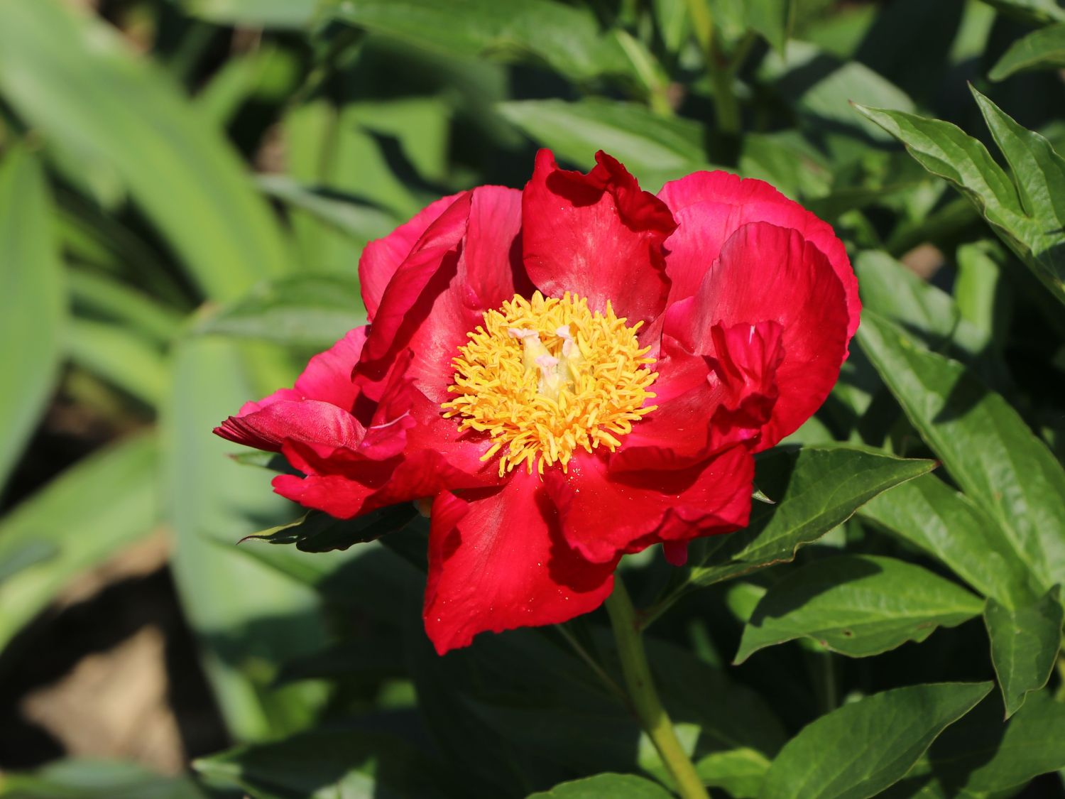 Edel-Pfingstrose 'Scarlet O'Hara' - Paeonia x hybrida 'Scarlet O'Hara'