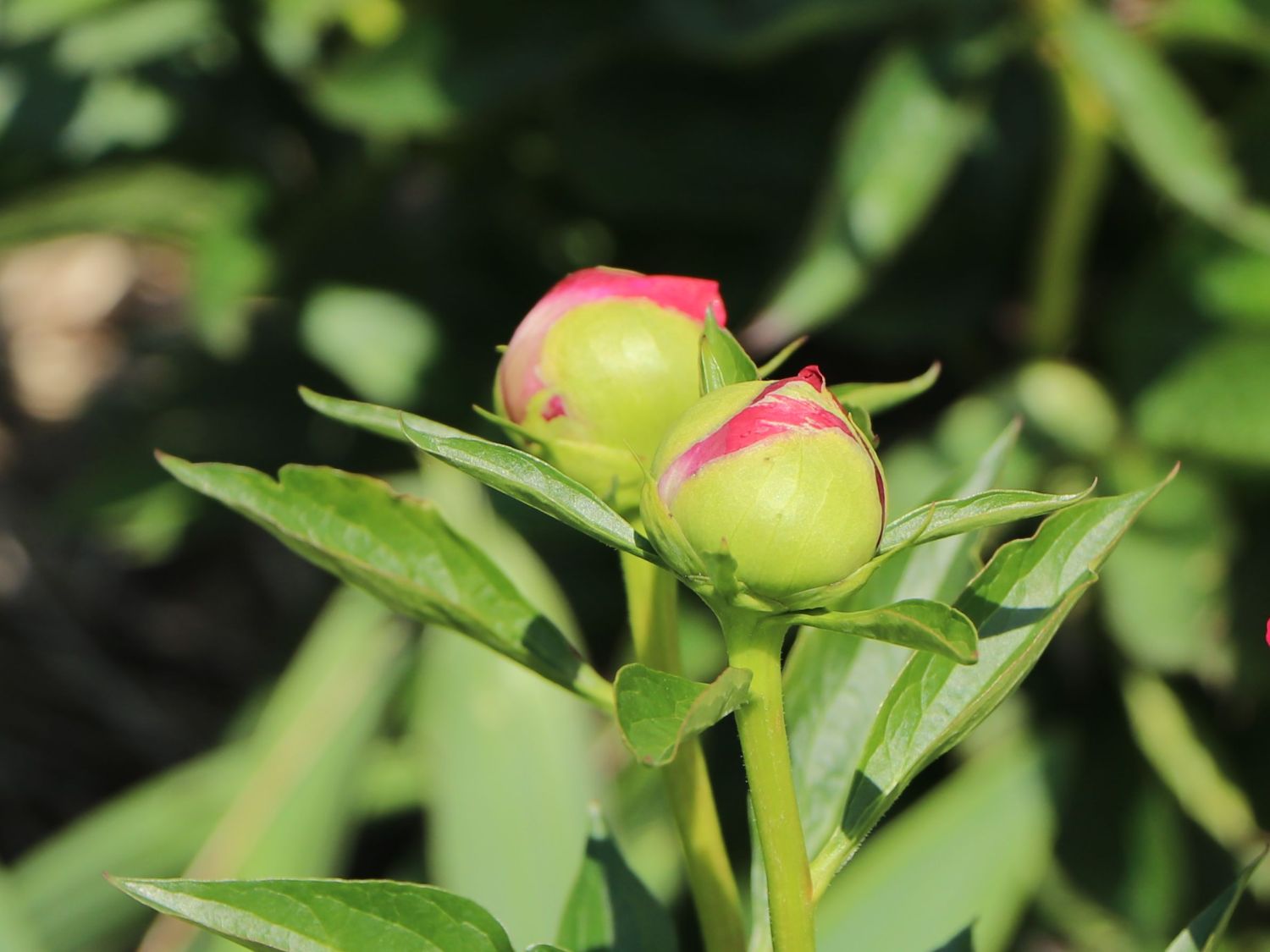 Edel-Pfingstrose 'Scarlet O'Hara' - Paeonia x hybrida 'Scarlet O'Hara'