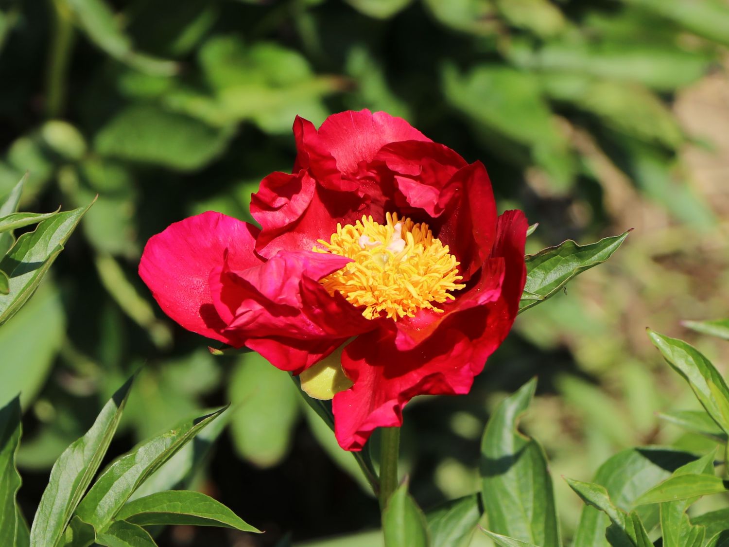 Edel-Pfingstrose 'Scarlet O'Hara' - Paeonia x hybrida 'Scarlet O'Hara'