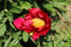 Edel-Pfingstrose 'Scarlet O'Hara' - Paeonia x hybrida 'Scarlet O'Hara'