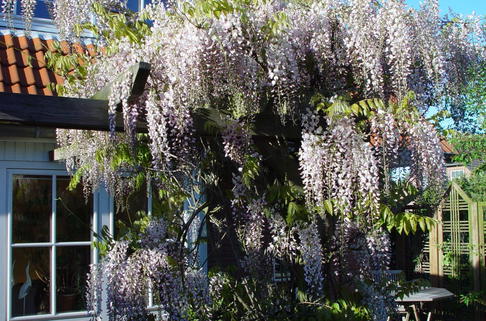 Edelblauregen 'Pink Ice' - Wisteria floribunda 'Pink Ice'