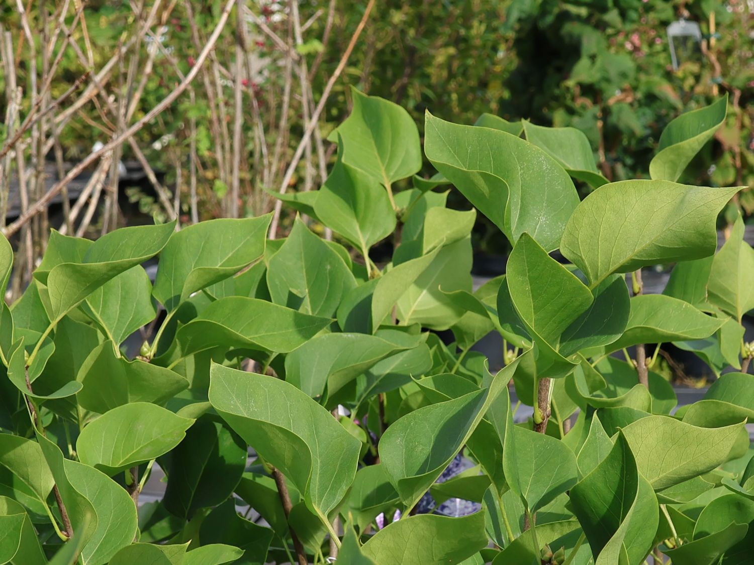 Edelflieder 'Carpe Diem' - Syringa vulgaris 'Carpe Diem'
