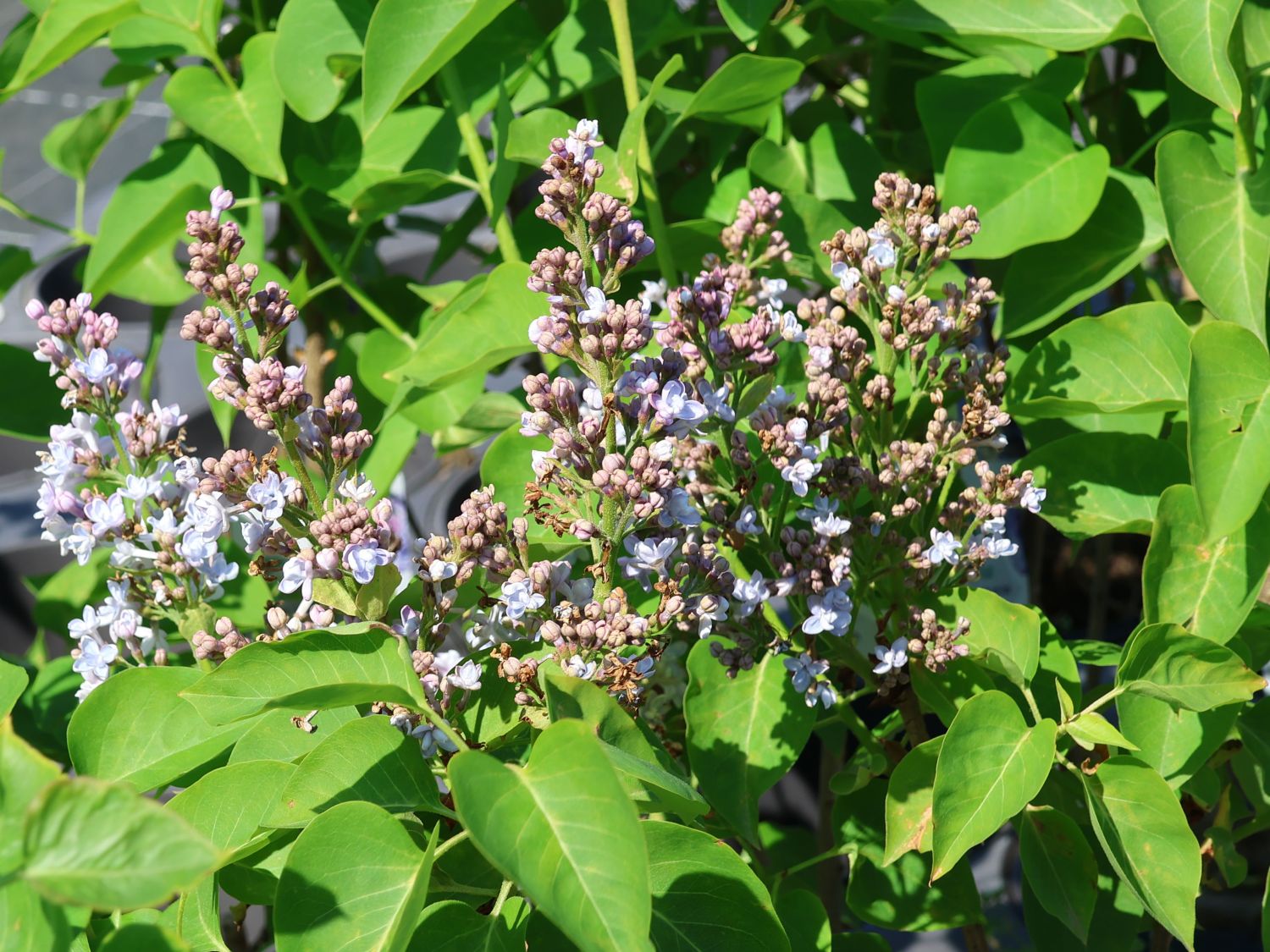 Edelflieder 'Carpe Diem' - Syringa vulgaris 'Carpe Diem'