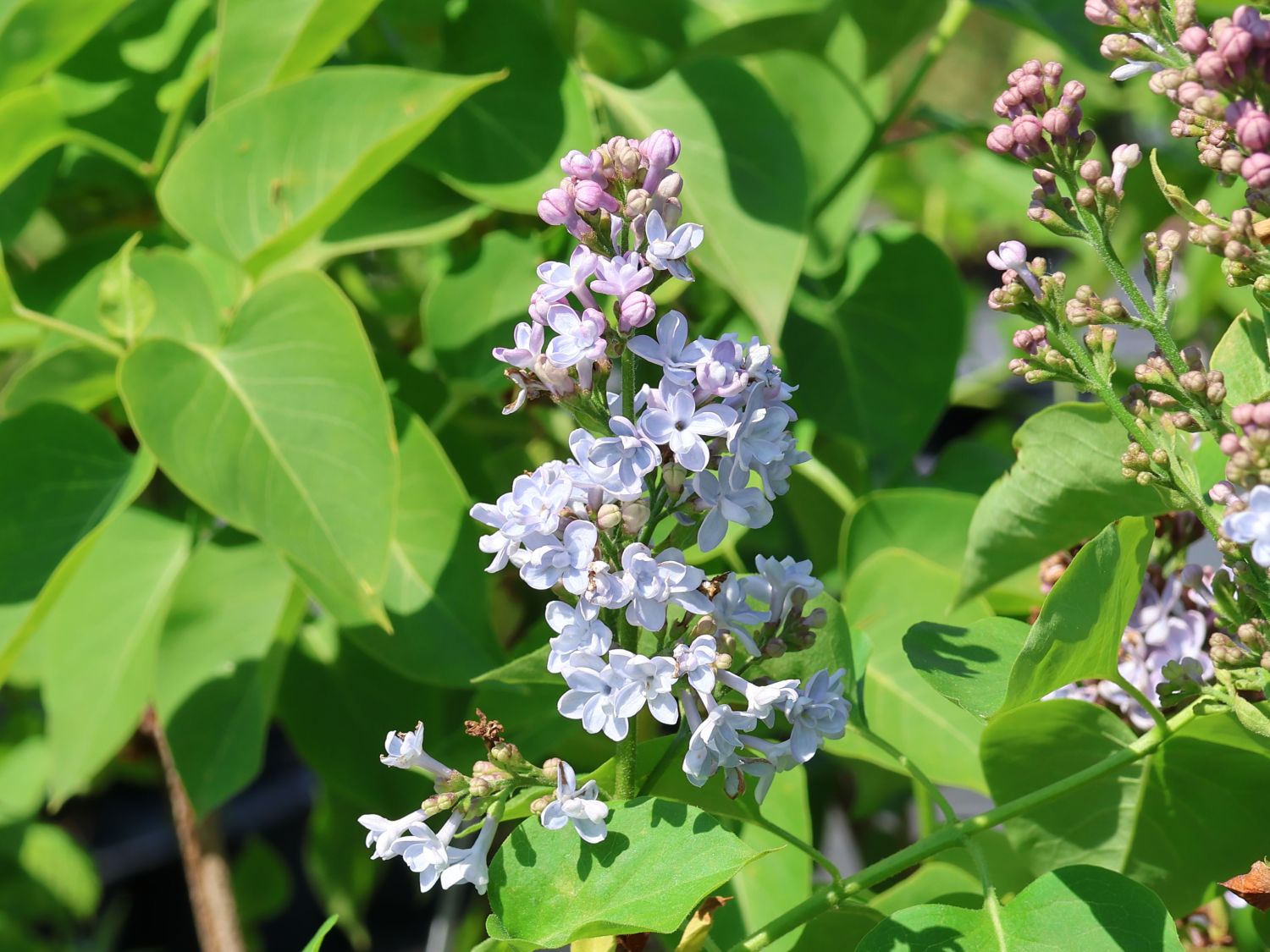 Edelflieder 'Carpe Diem' - Syringa vulgaris 'Carpe Diem'