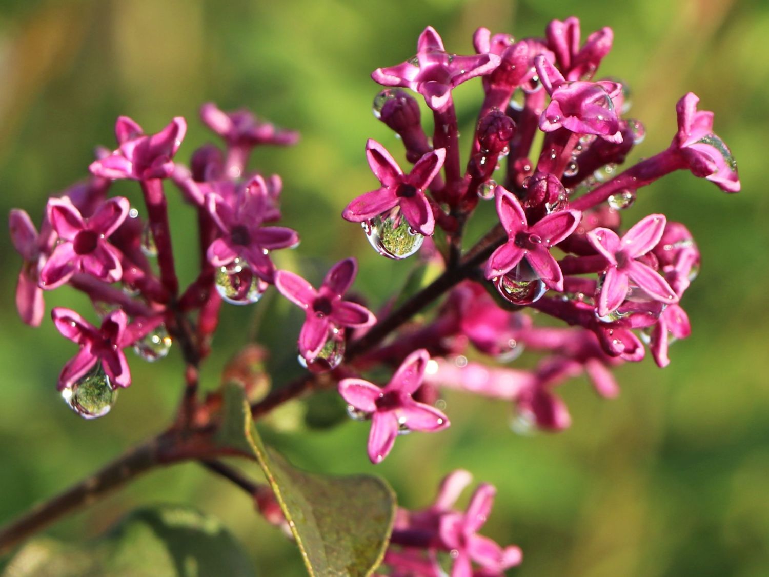 Edelflieder / Herbstflieder Bloomerang® 'Dark Purple' - Syringa Bloomerang® 'Dark Purple'