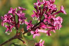 Edelflieder / Herbstflieder Bloomerang® 'Dark Purple' - Syringa Bloomerang® 'Dark Purple'