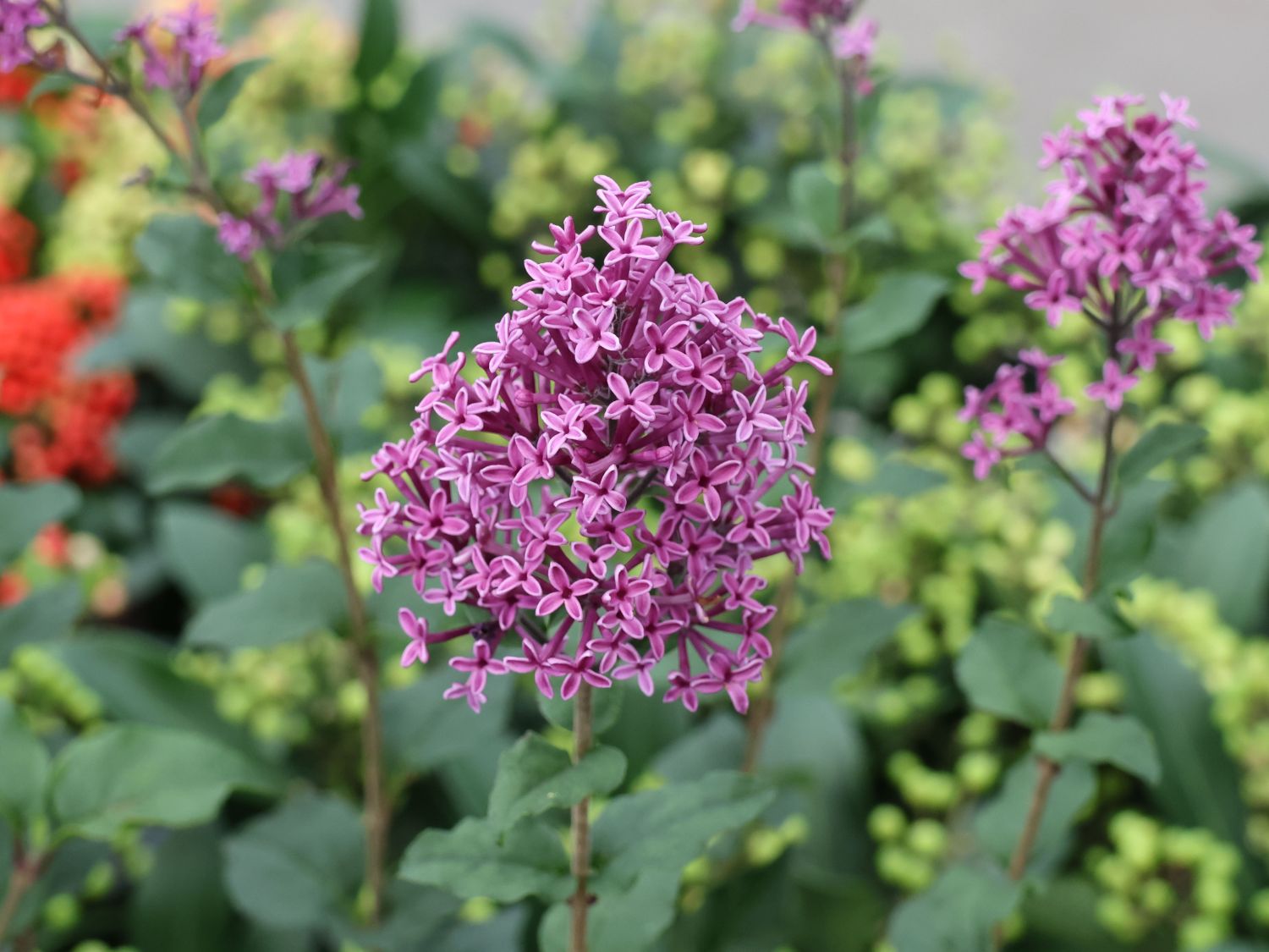 Edelflieder / Herbstflieder Bloomerang® 'Dark Purple' - Syringa Bloomerang® 'Dark Purple'