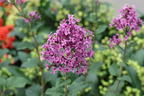 Edelflieder / Herbstflieder Bloomerang® 'Dark Purple' - Syringa Bloomerang® 'Dark Purple'