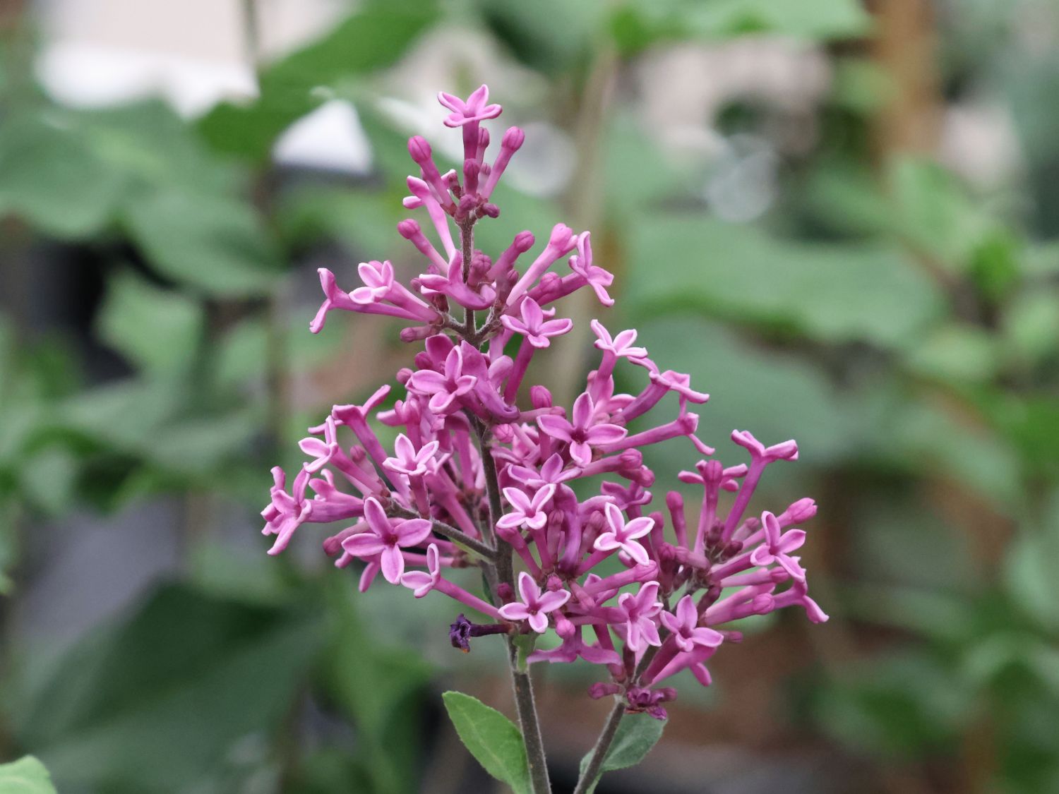 Edelflieder / Herbstflieder Bloomerang® 'Dark Purple' - Syringa Bloomerang® 'Dark Purple'