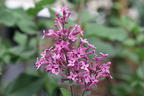 Edelflieder / Herbstflieder Bloomerang® 'Dark Purple' - Syringa Bloomerang® 'Dark Purple'