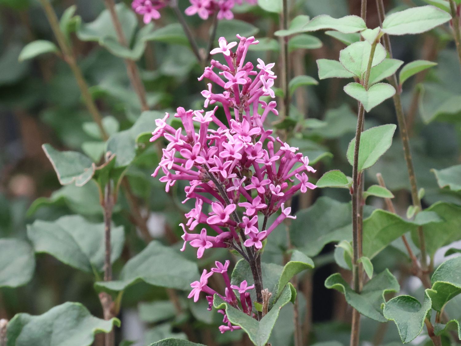 Edelflieder / Herbstflieder Bloomerang® 'Dark Purple' - Syringa Bloomerang® 'Dark Purple'
