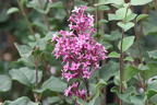 Edelflieder / Herbstflieder Bloomerang® 'Dark Purple' - Syringa Bloomerang® 'Dark Purple'