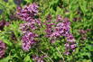 Edelflieder / Herbstflieder Bloomerang® 'Dark Purple' - Syringa Bloomerang® 'Dark Purple'