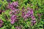 Edelflieder / Herbstflieder Bloomerang® 'Dark Purple' - Syringa Bloomerang® 'Dark Purple'