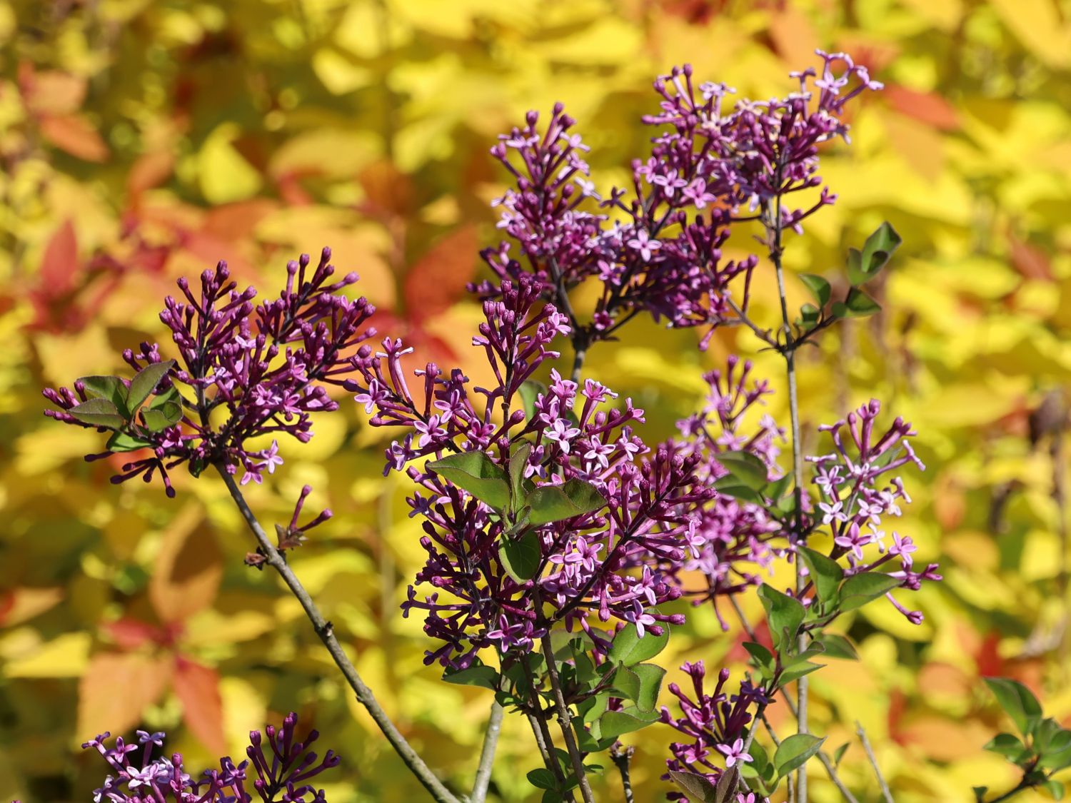 Edelflieder / Herbstflieder Bloomerang® 'Dark Purple' - Syringa Bloomerang® 'Dark Purple'