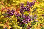 Edelflieder / Herbstflieder Bloomerang® 'Dark Purple' - Syringa Bloomerang® 'Dark Purple'