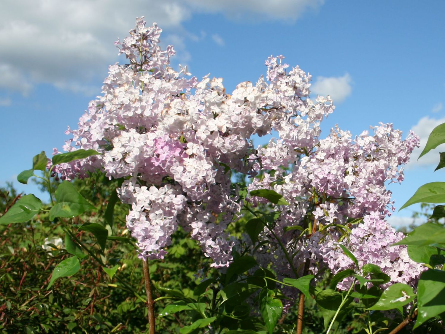 Edelflieder 'Nadezhda'