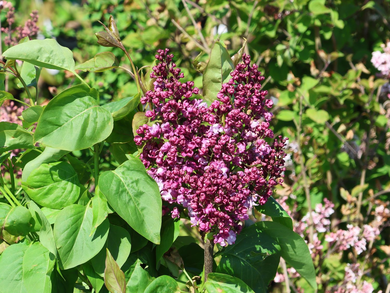 Edelflieder 'Prince Wolkonsky'