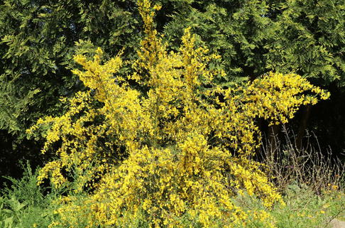 Edelginster / Besenginster - Cytisus scoparius