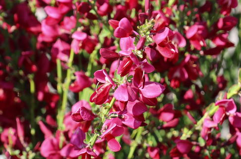 Edelginster 'Boskoop Ruby' - Cytisus scoparius 'Boskoop Ruby'