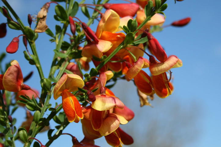 Edelginster 'Erlkönig' - Cytisus scoparius 'Erlkönig' - Baumschule ...