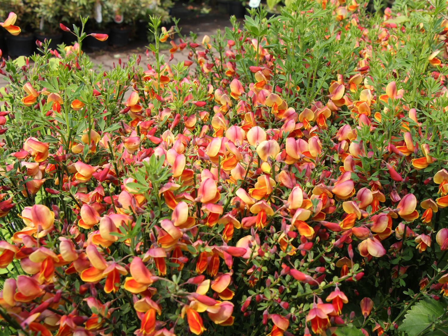 Geißklee (Cytisus)