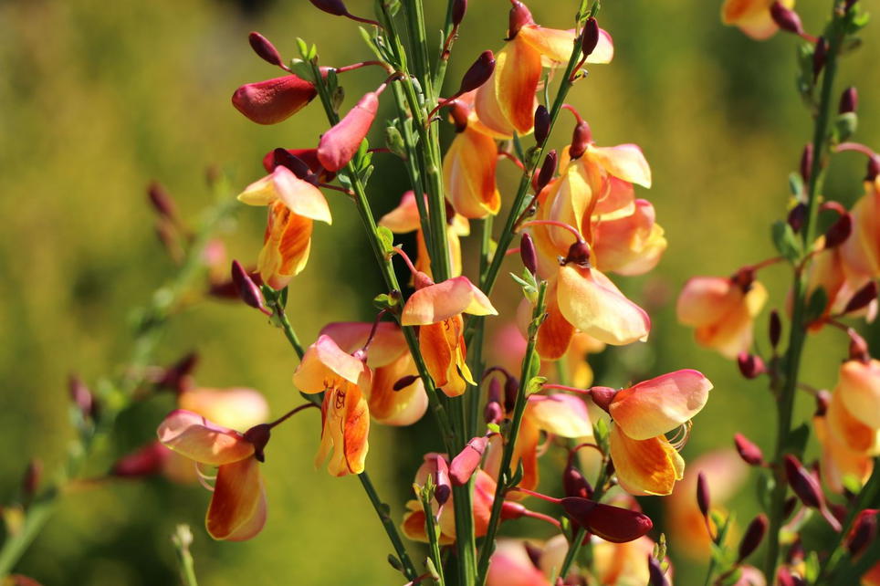 Edelginster 'Erlkönig' - Cytisus scoparius 'Erlkönig' - Baumschule ...