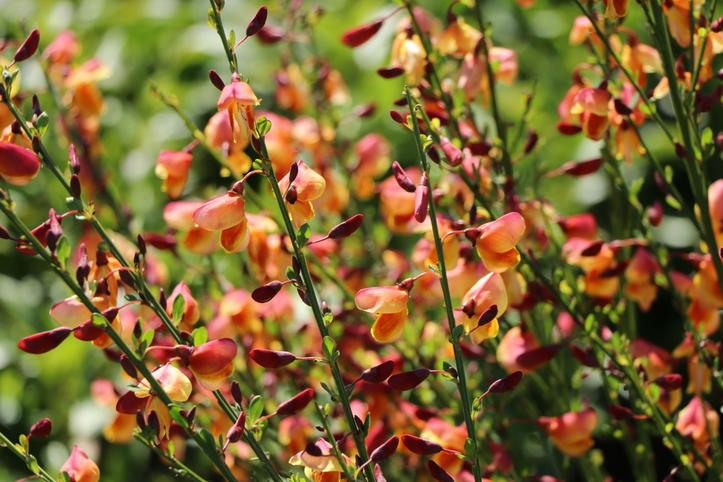 Edelginster 'Erlkönig' - Cytisus scoparius 'Erlkönig' - Baumschule ...