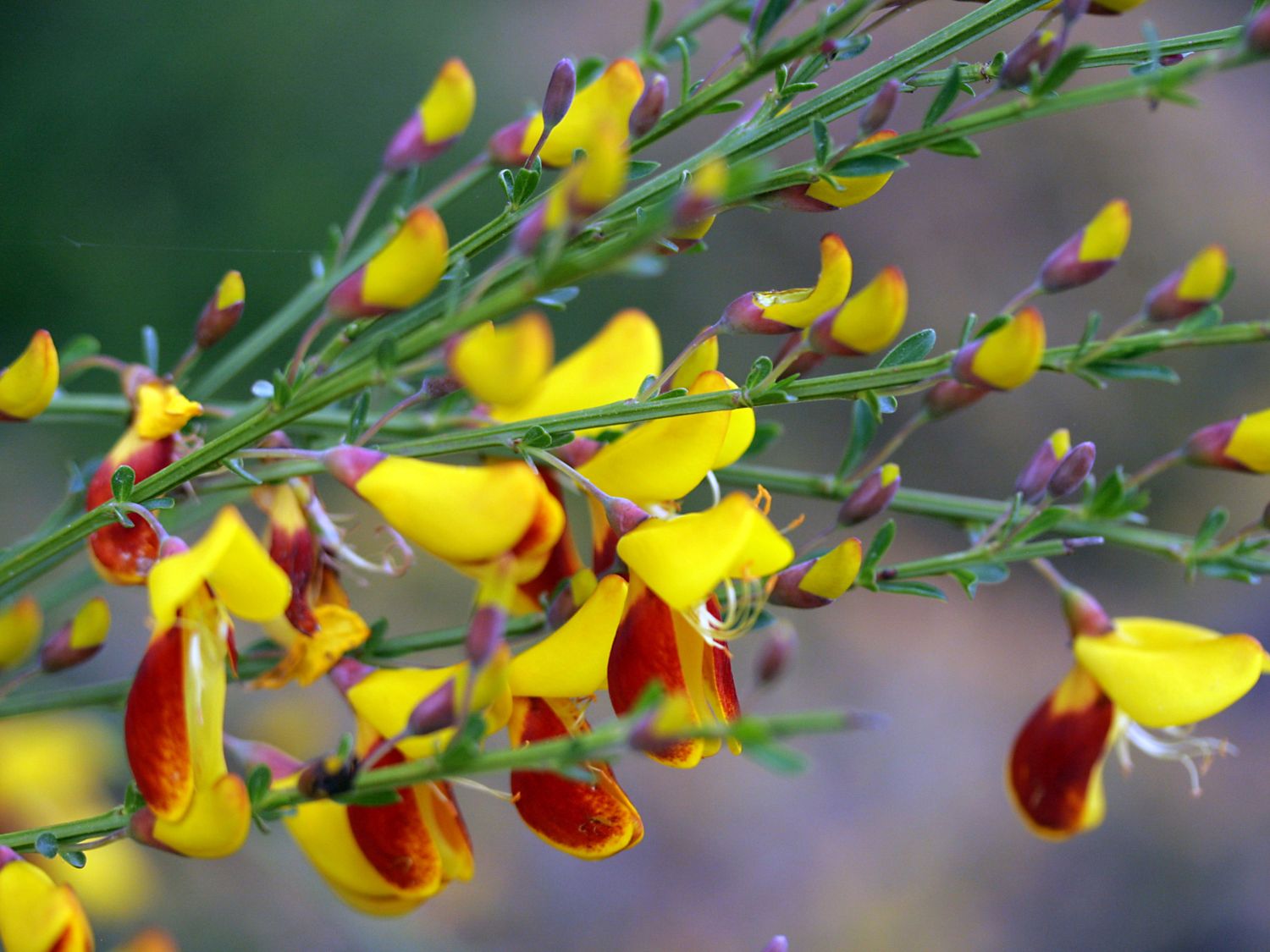 Edelginster 'Firefly' / Besen-Ginster - Cytisus scoparius 'Firefly'