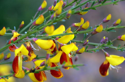 Edelginster 'Firefly' / Besen-Ginster - Cytisus scoparius 'Firefly'