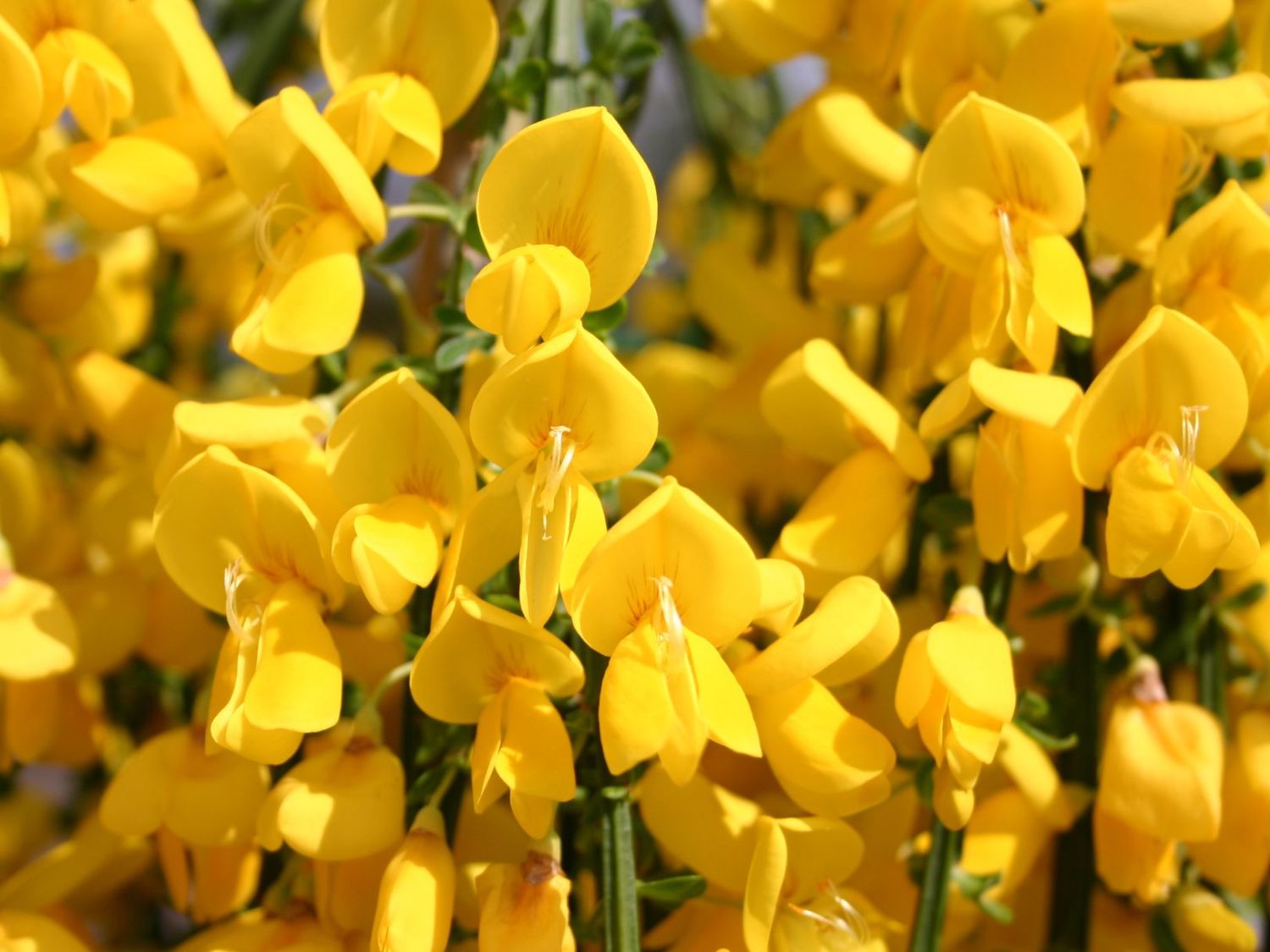 Edelginster 'Golden Tears'