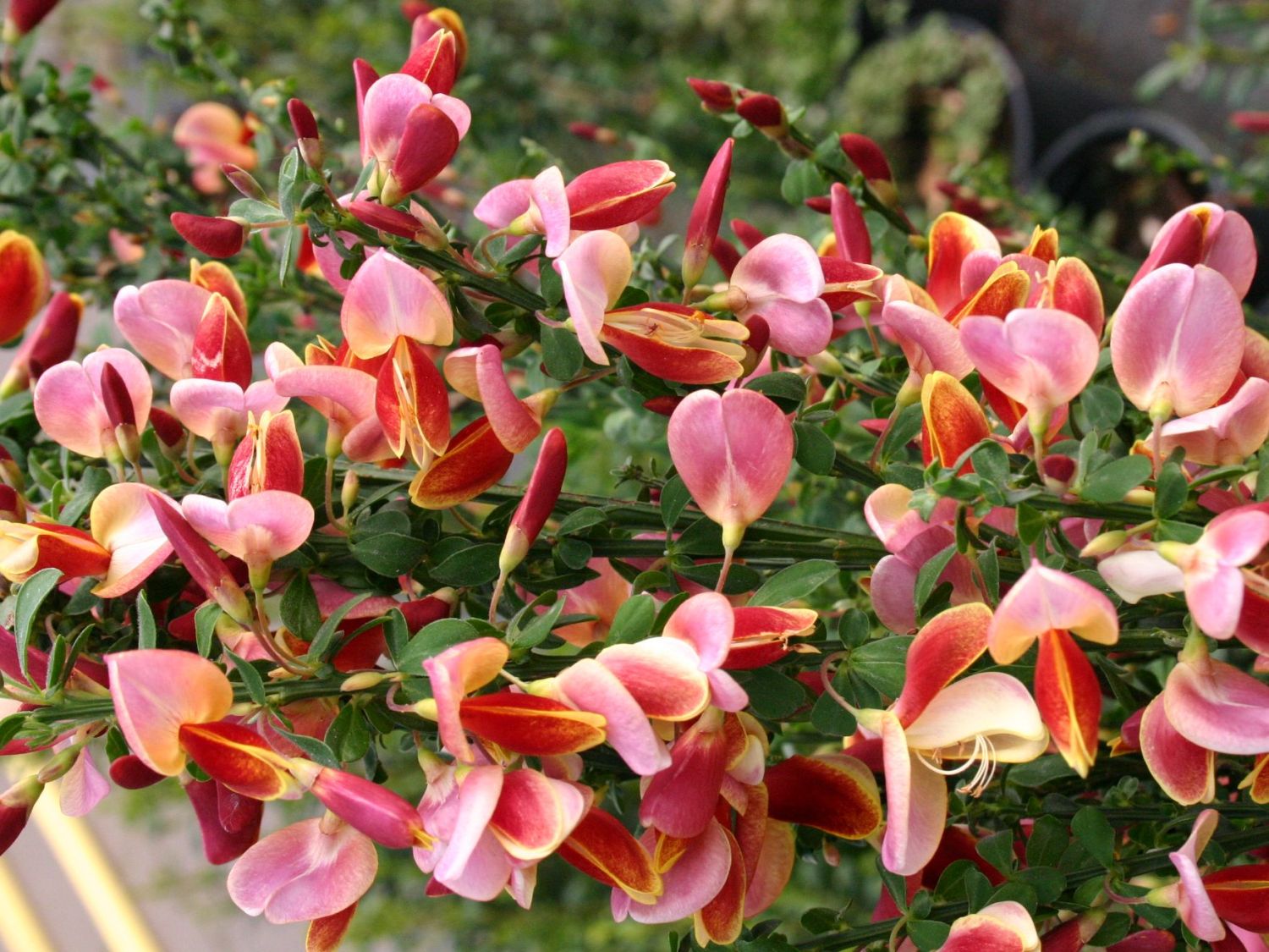 Edelginster 'Goldfinch'