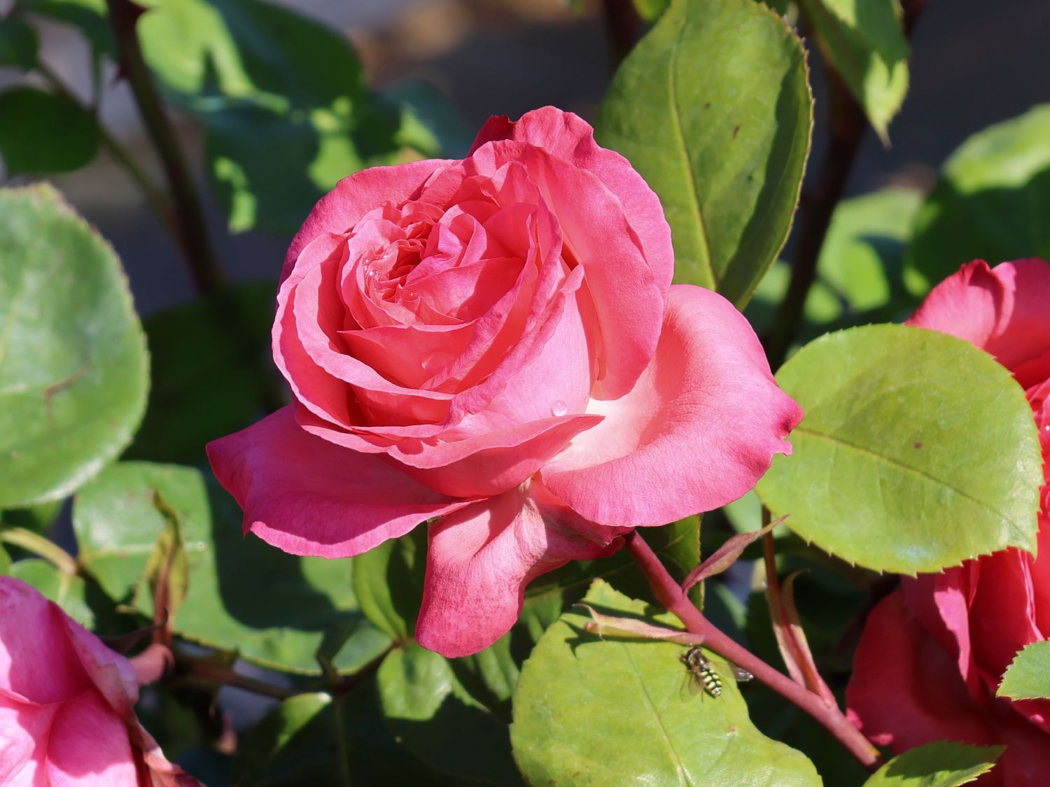 Edelrose 'Aachener Dom' ®