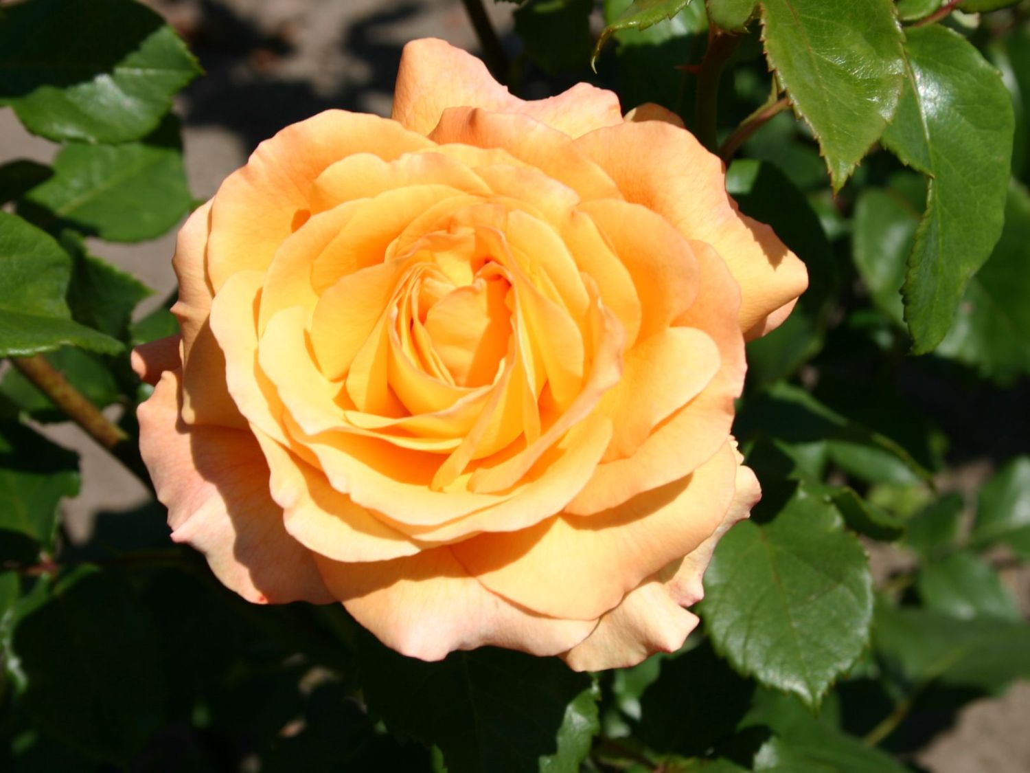 Edelrose 'Adolf Horstmann'