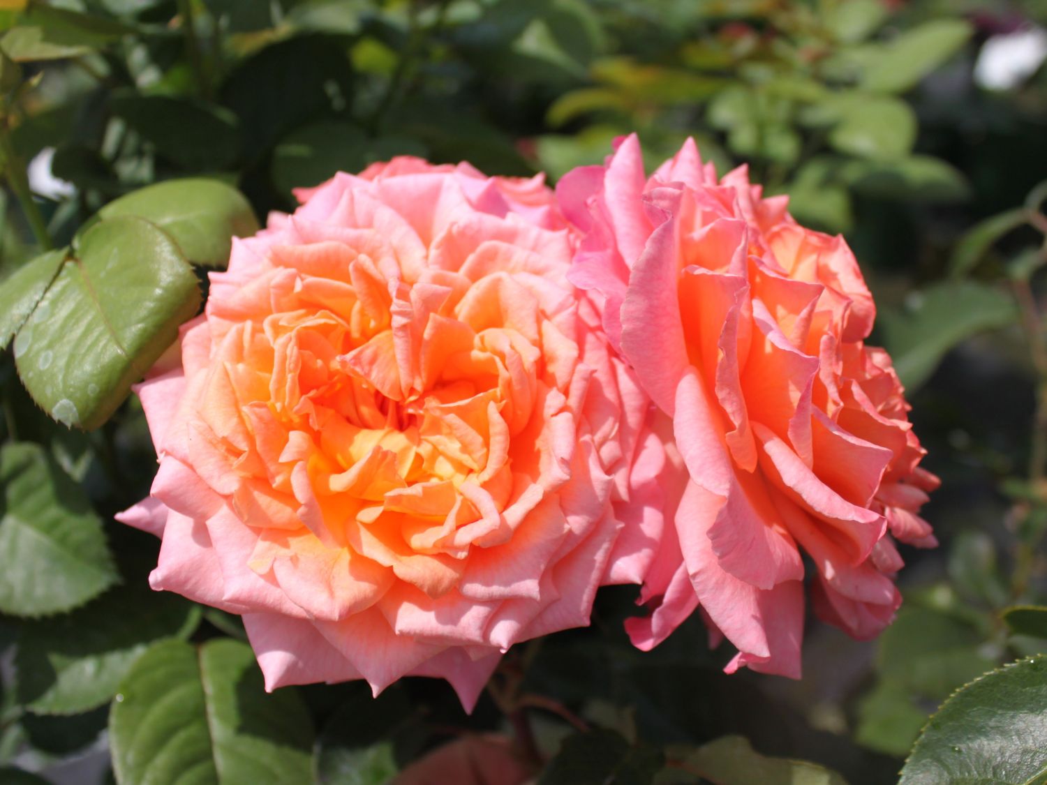 Edelrose 'Albrecht Dürer Rose' ®