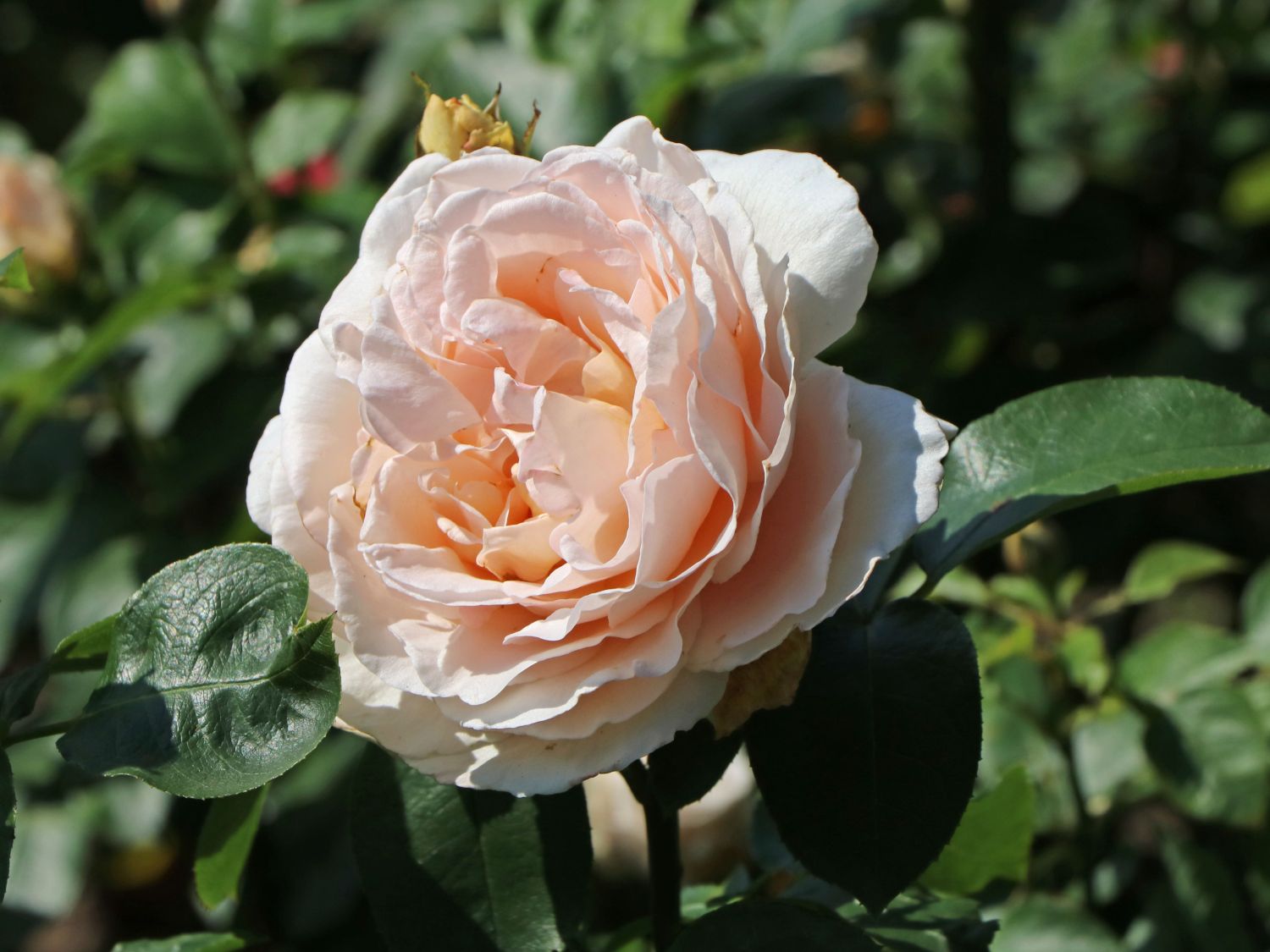 Edelrose 'Andre Le Notre' ®