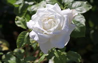 Edelrose 'Annapurna'