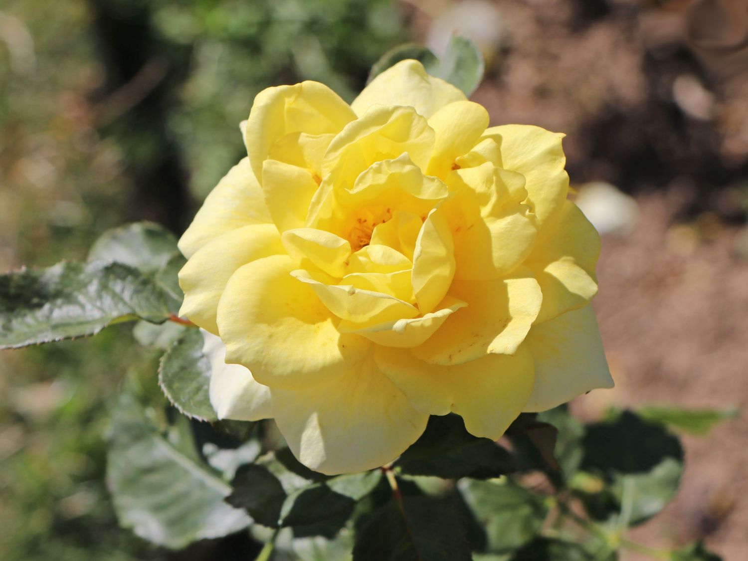 Edelrose 'Aperitif' ®